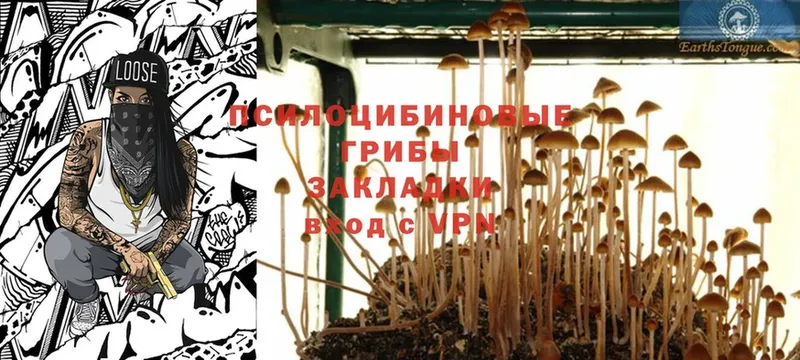 Псилоцибиновые грибы Psilocybe  Осинники 